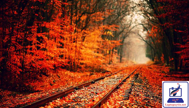 Đường tàu cùng chiếc lá đỏ mùa thu